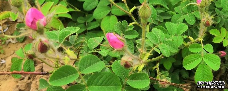 玫瑰花桿栽植要點(diǎn)，附繁殖方式