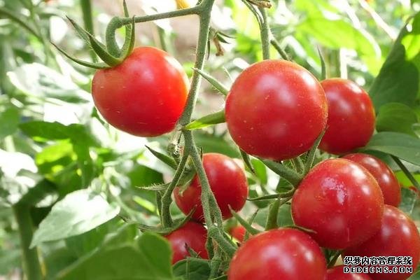 西紅柿筋腐病防治技巧，附發(fā)病原因