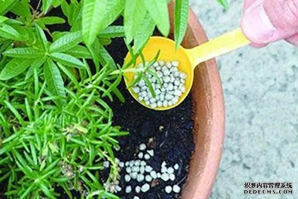 花卉施肥方法，不同種類對肥料的要求不同