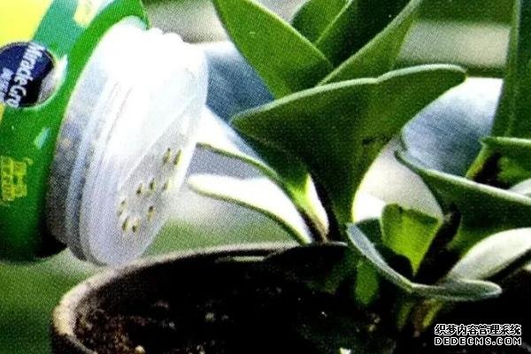 花卉施肥方法，不同種類對肥料的要求不同