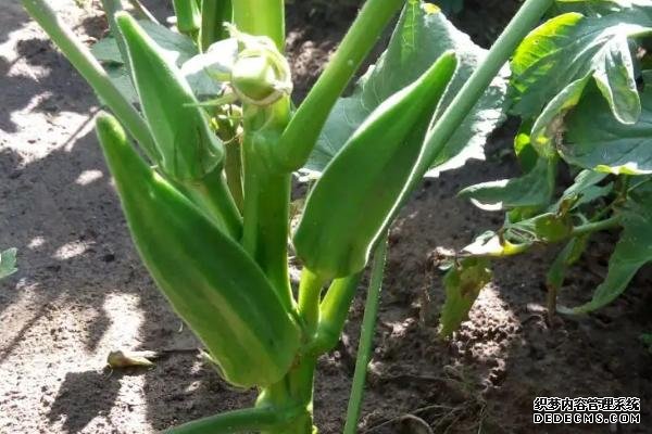 盆栽黃秋葵種植技術(shù)，花盆越寬大越好