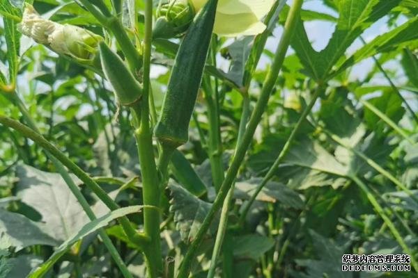 盆栽黃秋葵種植技術(shù)，花盆越寬大越好