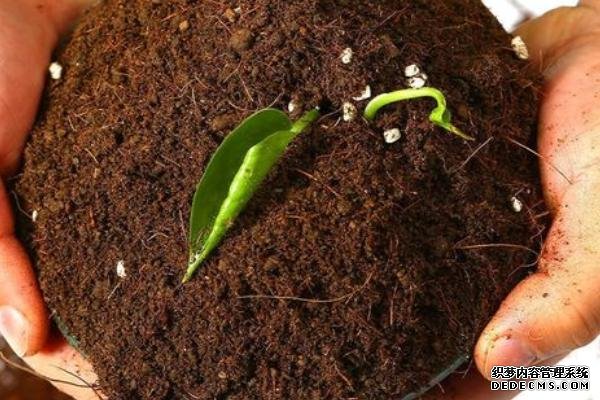 盆栽黃秋葵種植技術(shù)，花盆越寬大越好