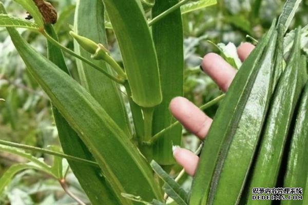 盆栽黃秋葵種植技術(shù)，花盆越寬大越好