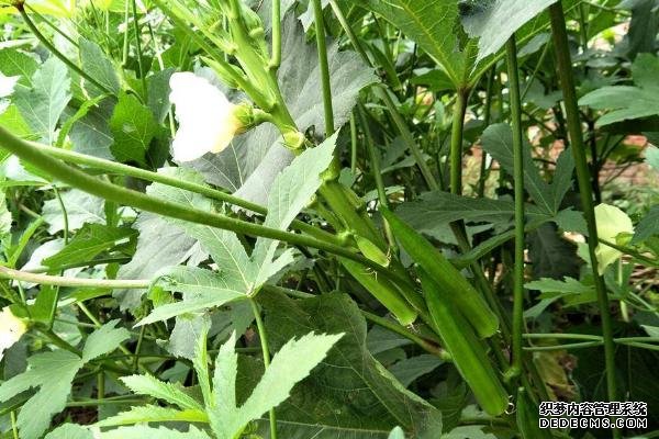 盆栽黃秋葵種植技術(shù)，花盆越寬大越好
