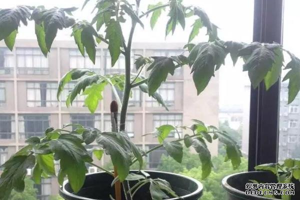 盆栽黃秋葵種植技術(shù)，花盆越寬大越好