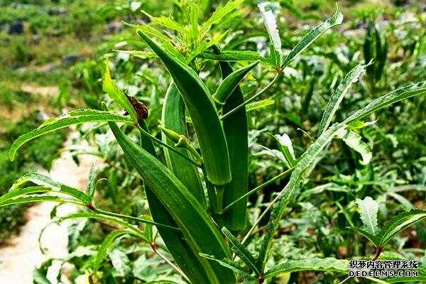 盆栽黃秋葵種植技術(shù)，花盆越寬大越好