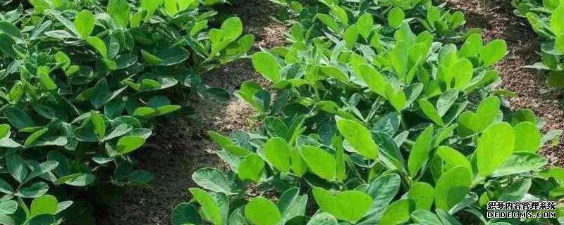 花生何時打三遍藥，附花生基本介紹